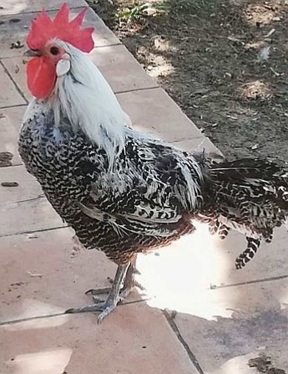   Coq braekel argenté 