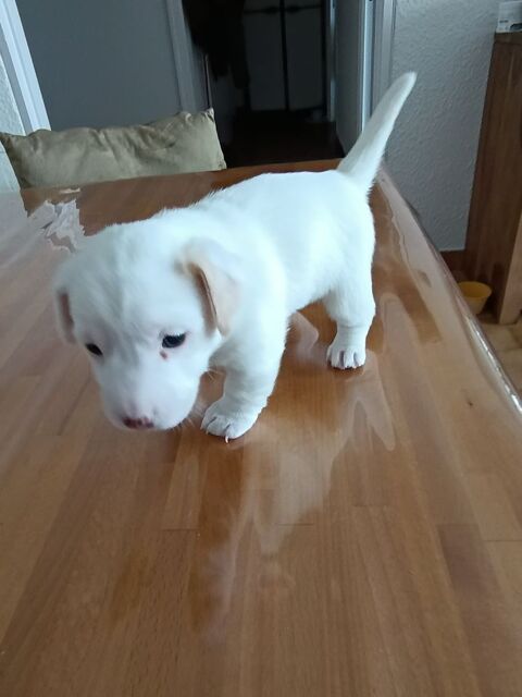 Chiot Jack Russell mâle 0 66000 Perpignan