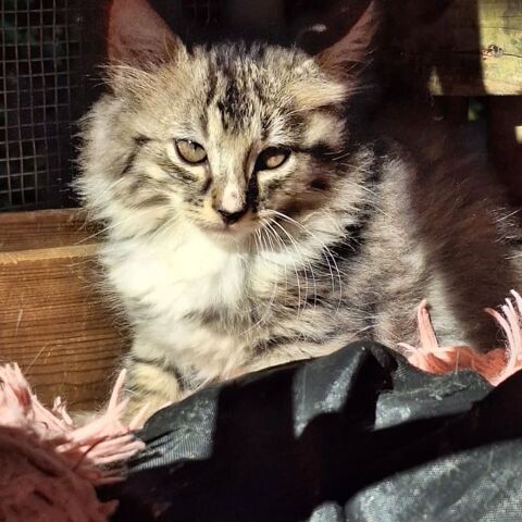 ✨️ ARMSTRONG ✨️ 🐱 190 93100 Montreuil