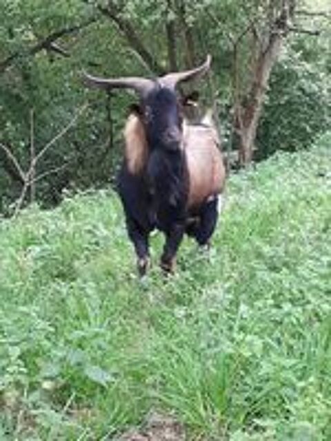   Titan, bouc type alpin à adopter 