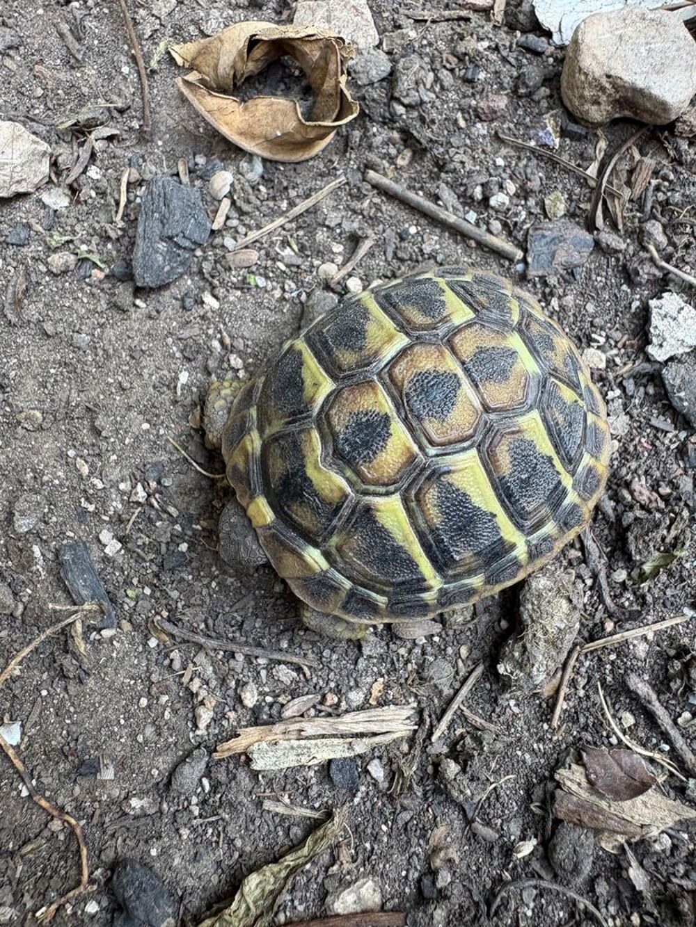   Tortues juvéniles 