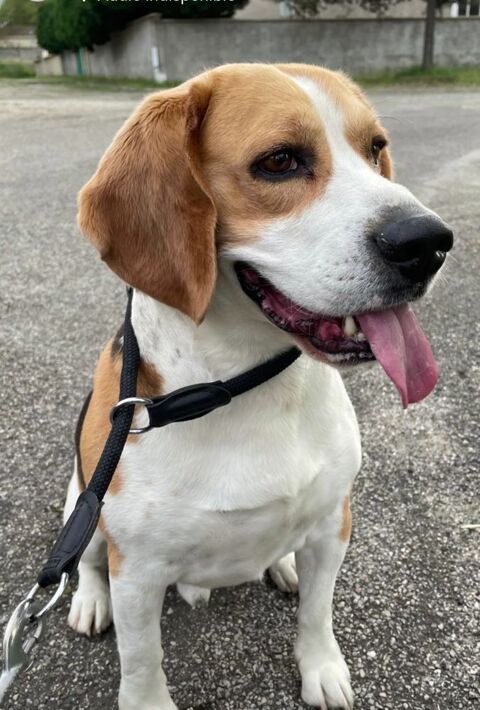 donne beagle m&acirc;le LOF 0 84700 Sorgues