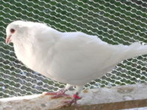   Pigeons hubbell blancs 