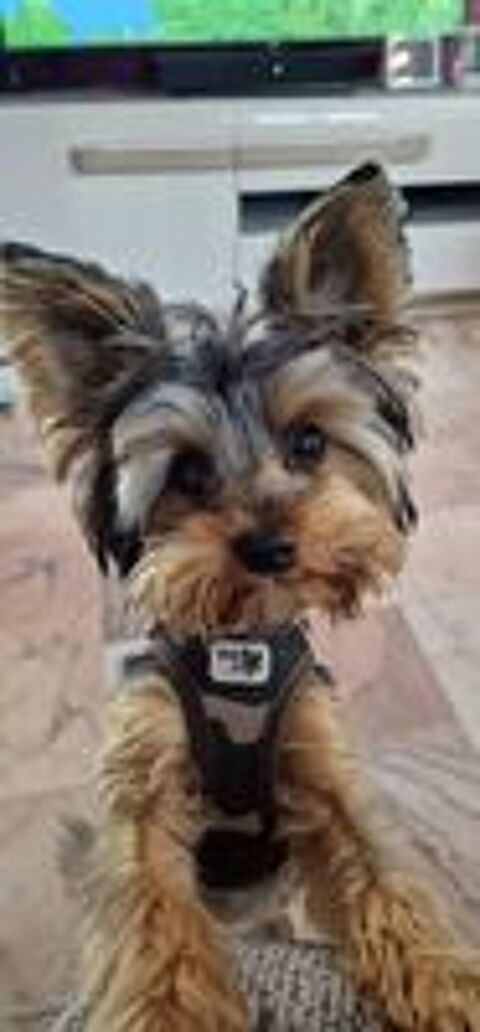   Dog Sitter Garde De Chien Jusqu'à   10kg à€ Mon Domicile 