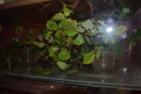   terrarium occasion avec 150   phasmes sub adultes.
