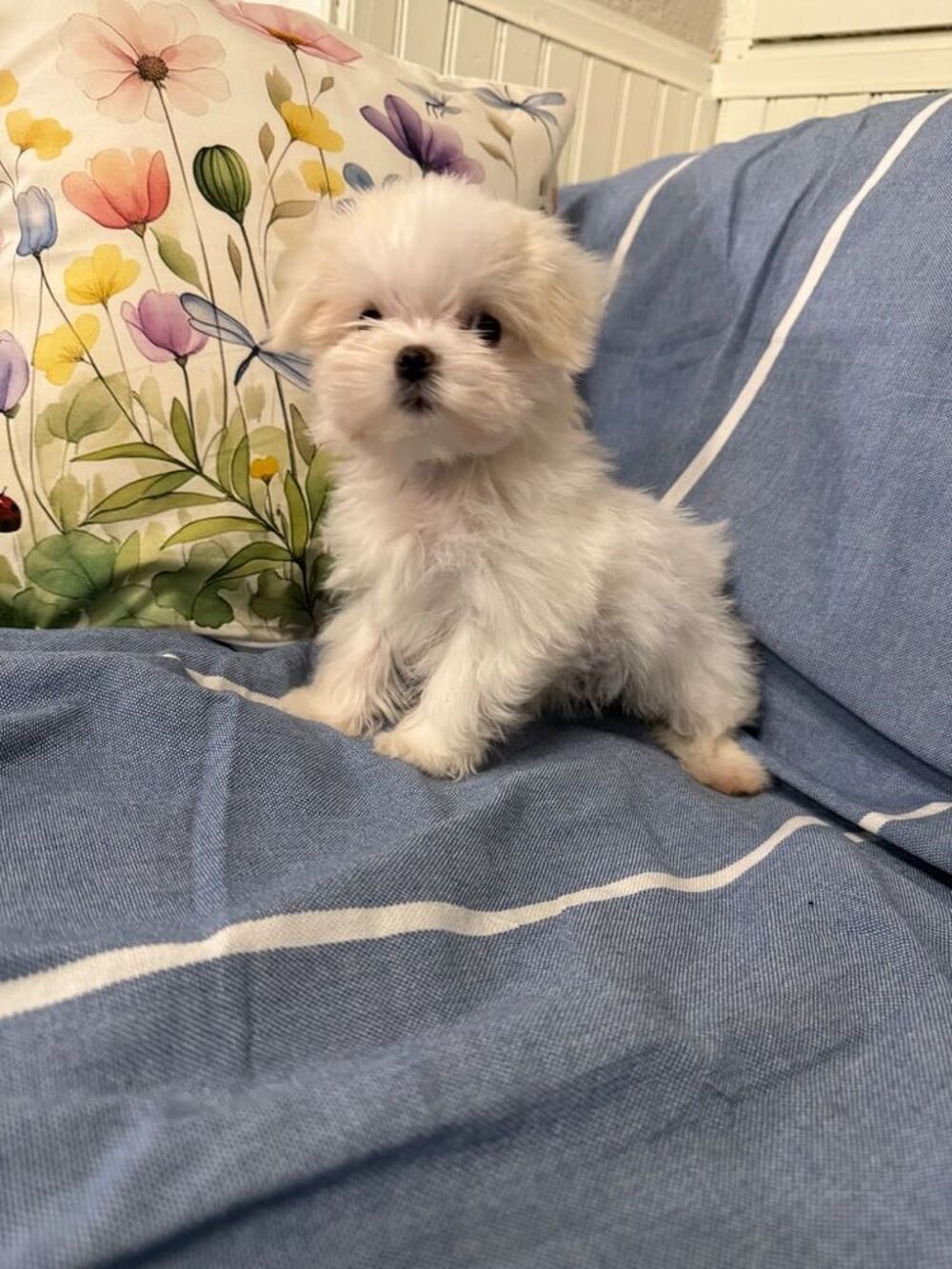   Mignons chiots bichon maltais  