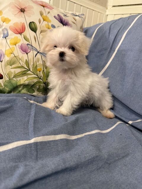 Mignons chiots bichon maltais  485 17000 La rochelle