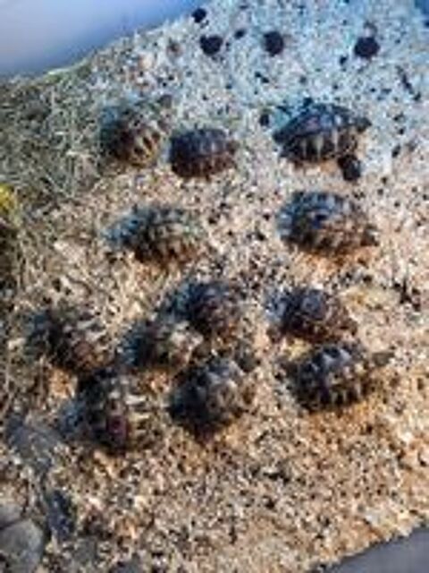  Tortues de terre boettgeri et greacqua  