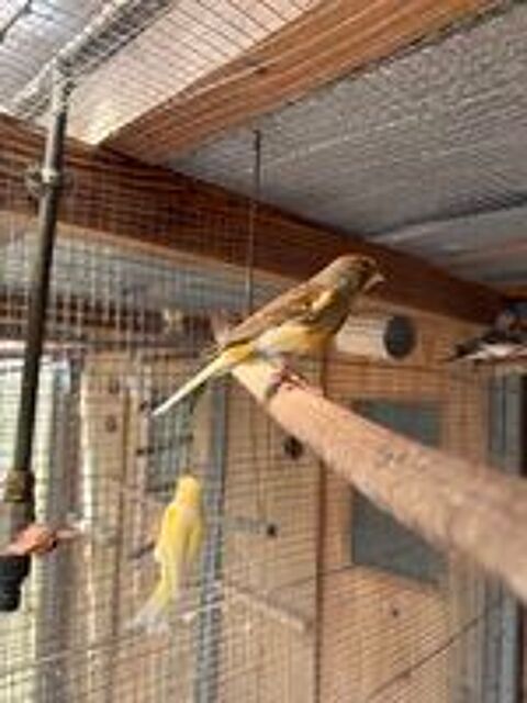   couple canaris 