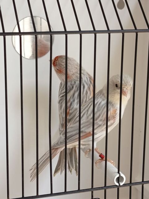 couple canaris 45 44390 Nort-sur-erdre