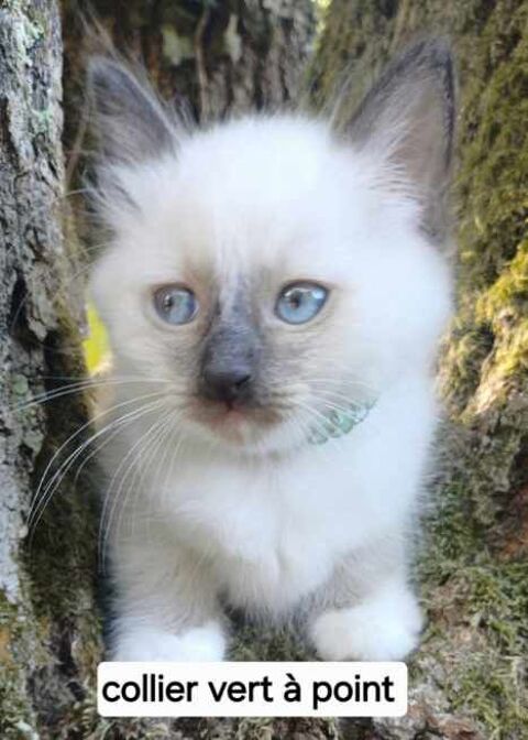 Chaton sacr&eacute; de Birmanie m&acirc;le loof 1200 85310 Chaillé-sous-les-ormeaux
