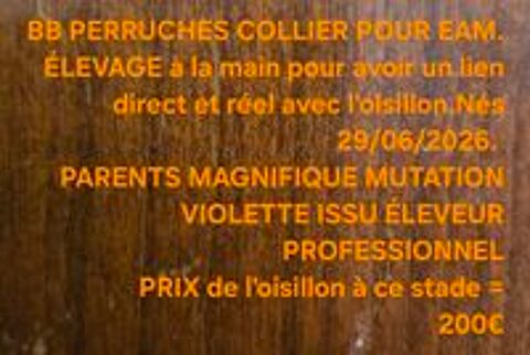   EAM PERRUCHE COLLIER   