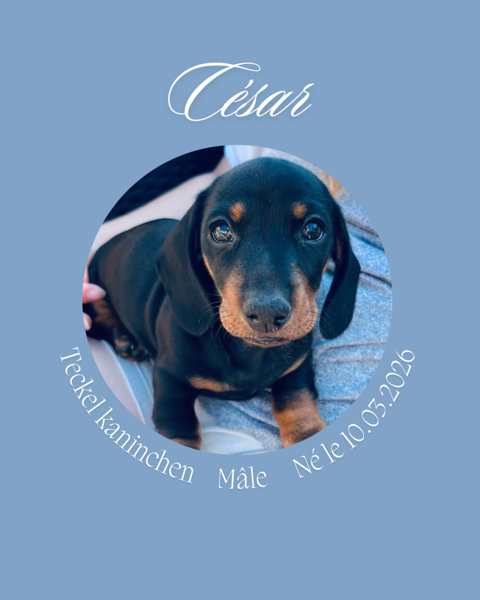 Chiot Teckel Disponible
Super caract&egrave;re, Vaccin, passeport,  1500 83380 Les issambres