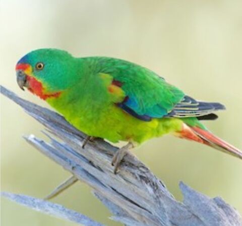 M&acirc;les Swift latham 70 61000 Alen�on