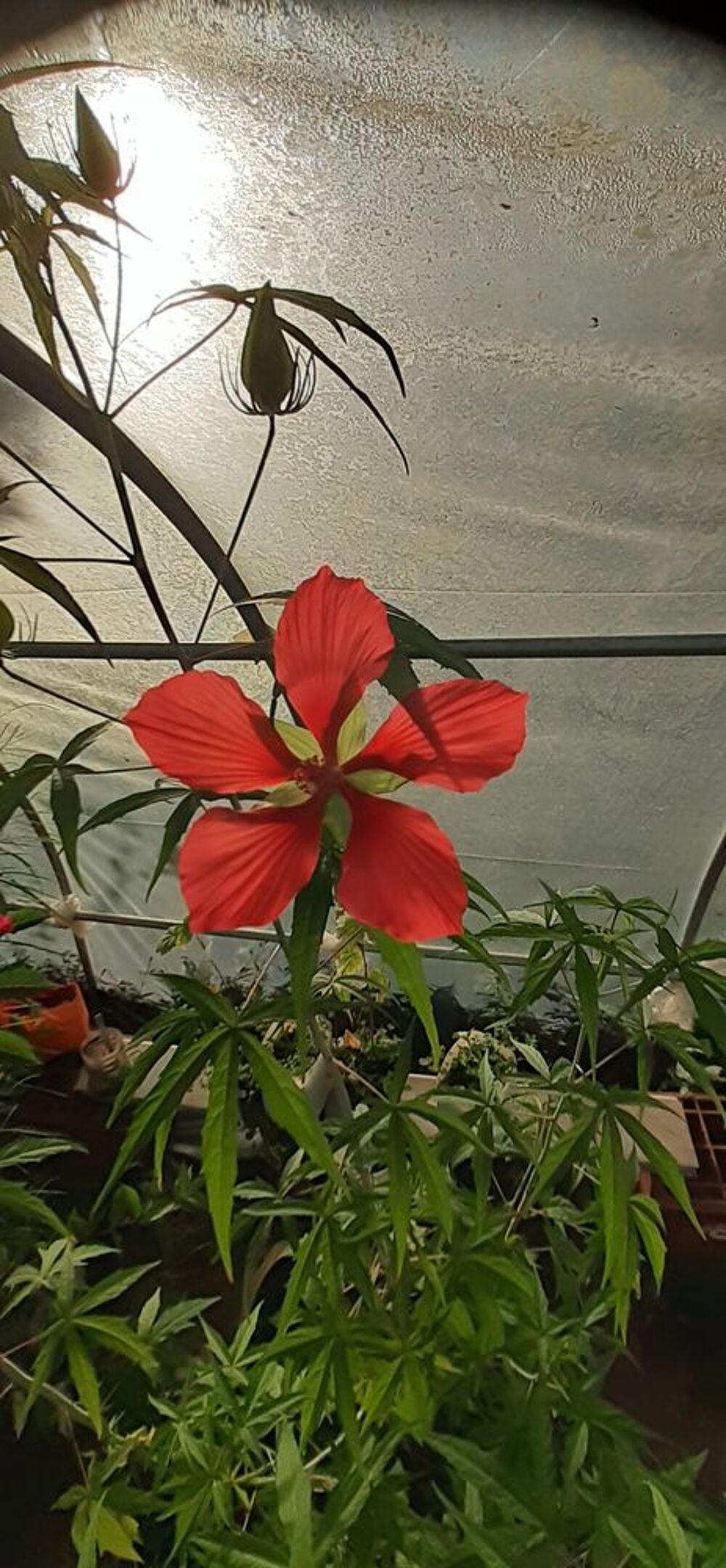 hibiscus Jardin
