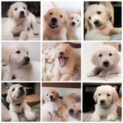   A réserver Magnifiques Chiots Golden Retriever 