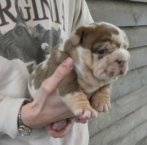 Chiot bulldog anglais exotique 2500 35600 Redon