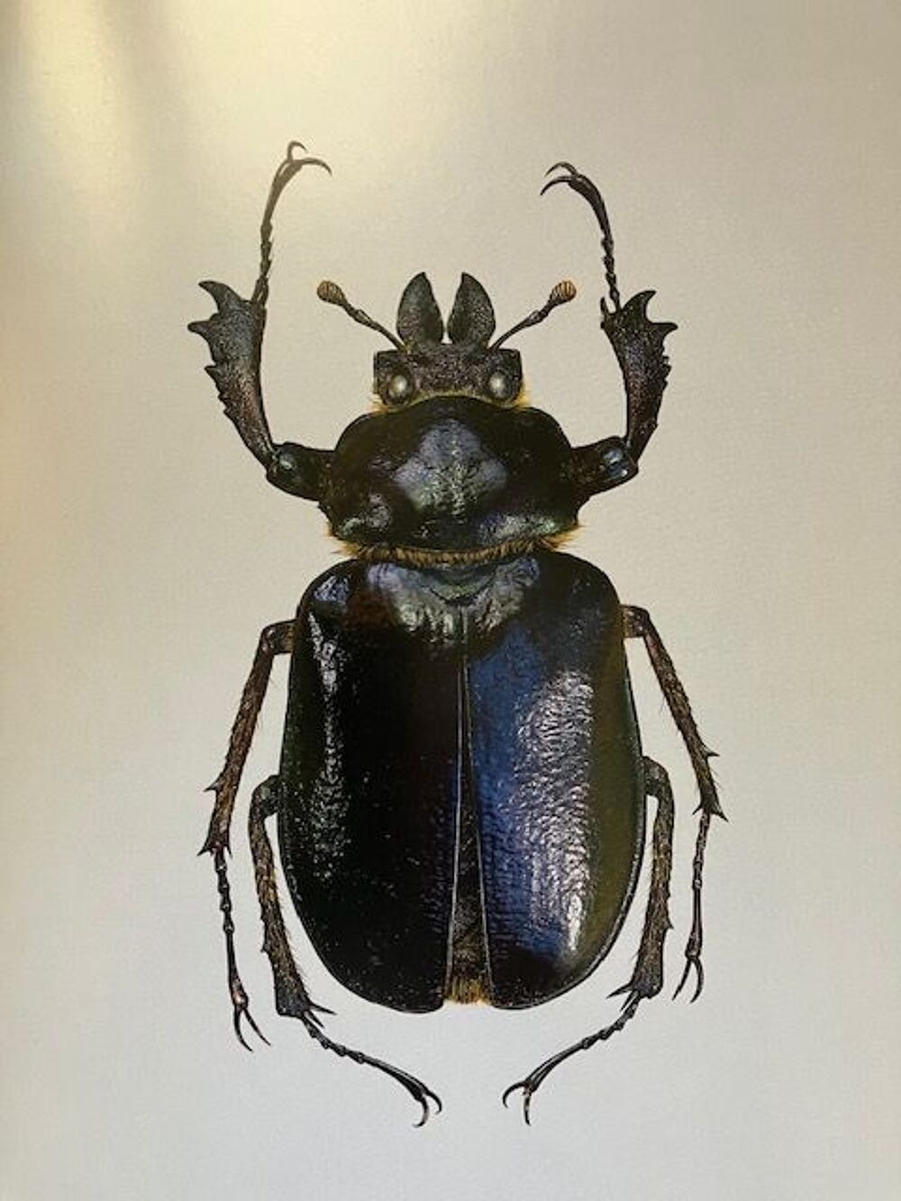 Les Chiasognathinae des Andes Livres et BD