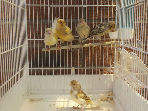 canaris 15 62320 Rouvroy