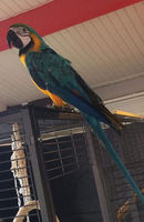   Ara jaune et bleu  