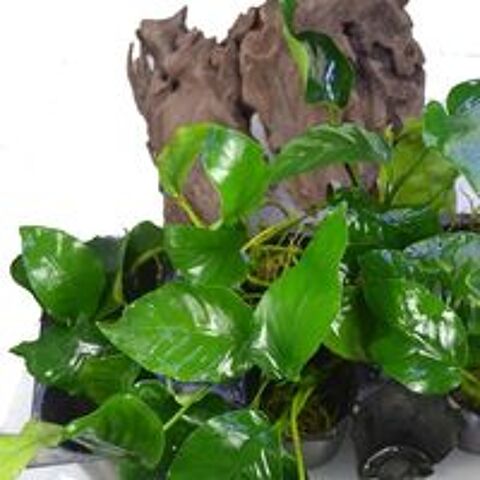   Divers pieds de plantes d'Anubias pour aquarium  
