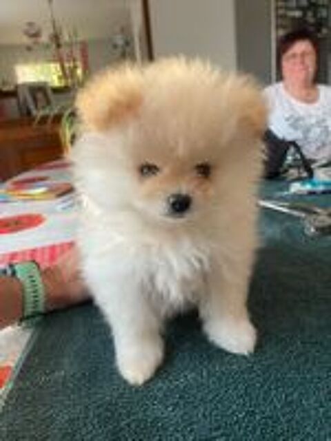   Spitz nain  