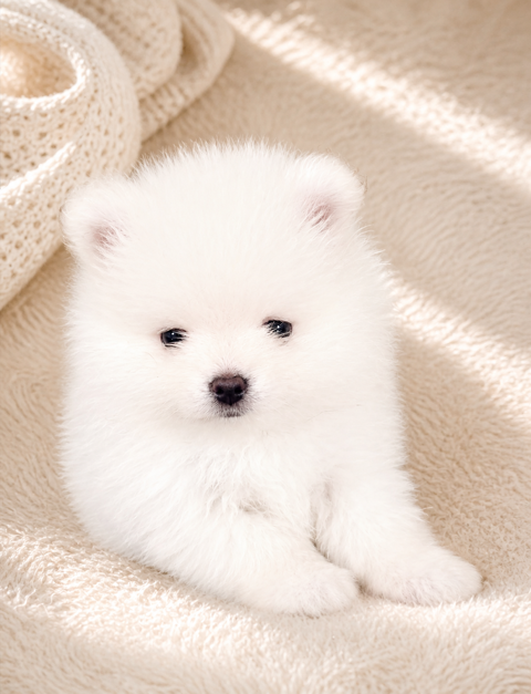 Magnifique m&acirc;le spitz blanc pure 2500 75011 Paris