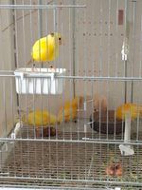   Canaris couleurs variées  