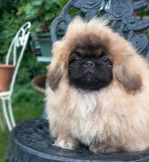   Chiot pékinois lof 