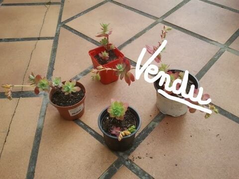 Pot  Sedum Palmeri  - Plante Grasse Rustique - Vivace 2 La Ferté-Alais (91)
