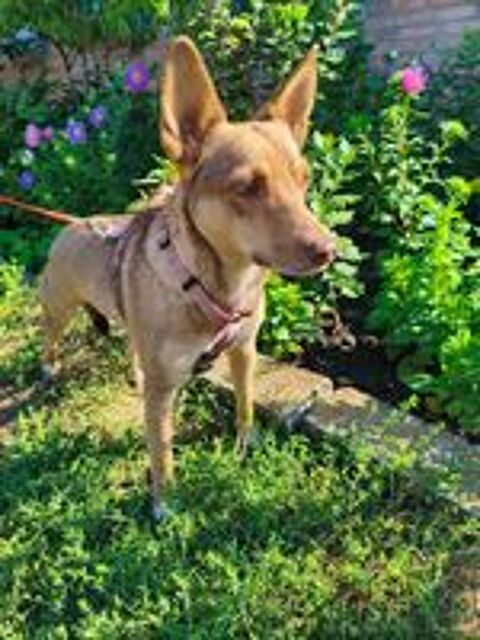   A L'ADOPTION GERA SE TROUVE EN REFUGE UKRAINE 