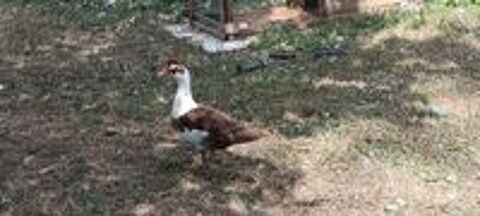   couple de jeune canard, Environ 3 mois. 