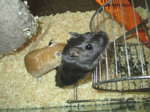 jeune Gerbille M&acirc;le 4 18200 Saint-amand-montrond