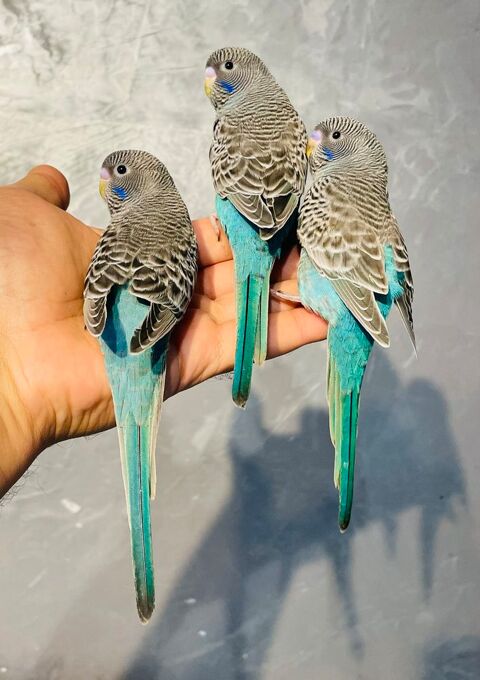 Très Belles Sélections de Perruches Ondulées EPP Adultes 25 94450 Limeil-brvannes