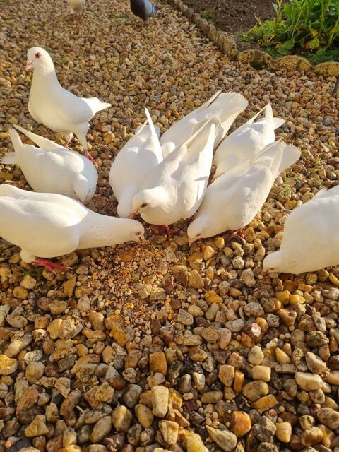 Pigeon Hubbel 7 86380 Marigny-brizay