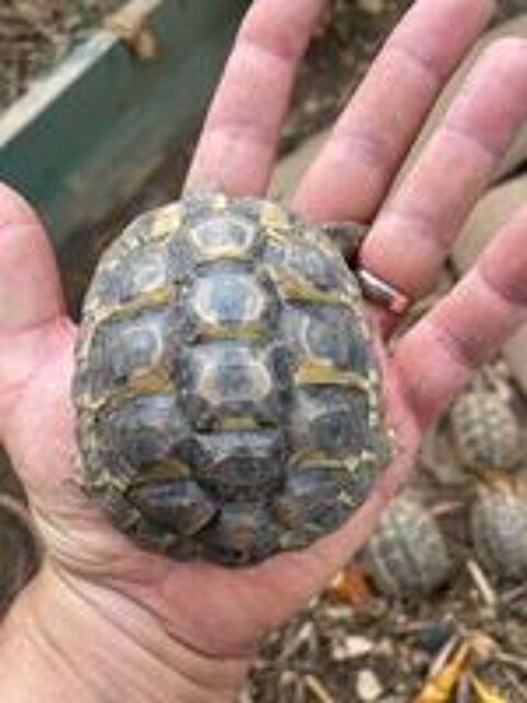   Tortues séxées de 1 à 3 ans et adultes 