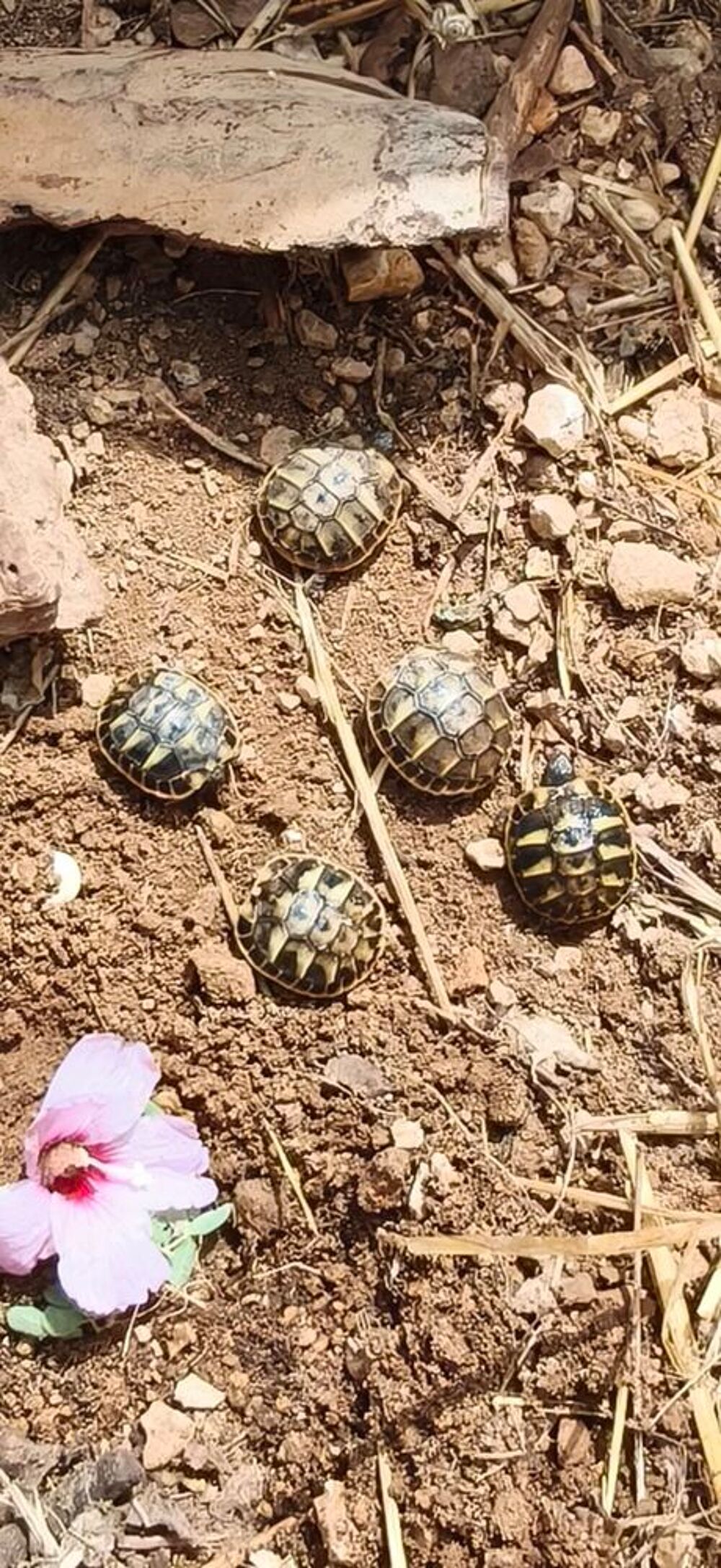   Juveniles tortues 