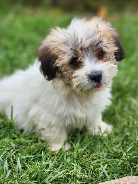 Chiots coton de Tul&eacute;ar 1000 73360 Saint-christophe