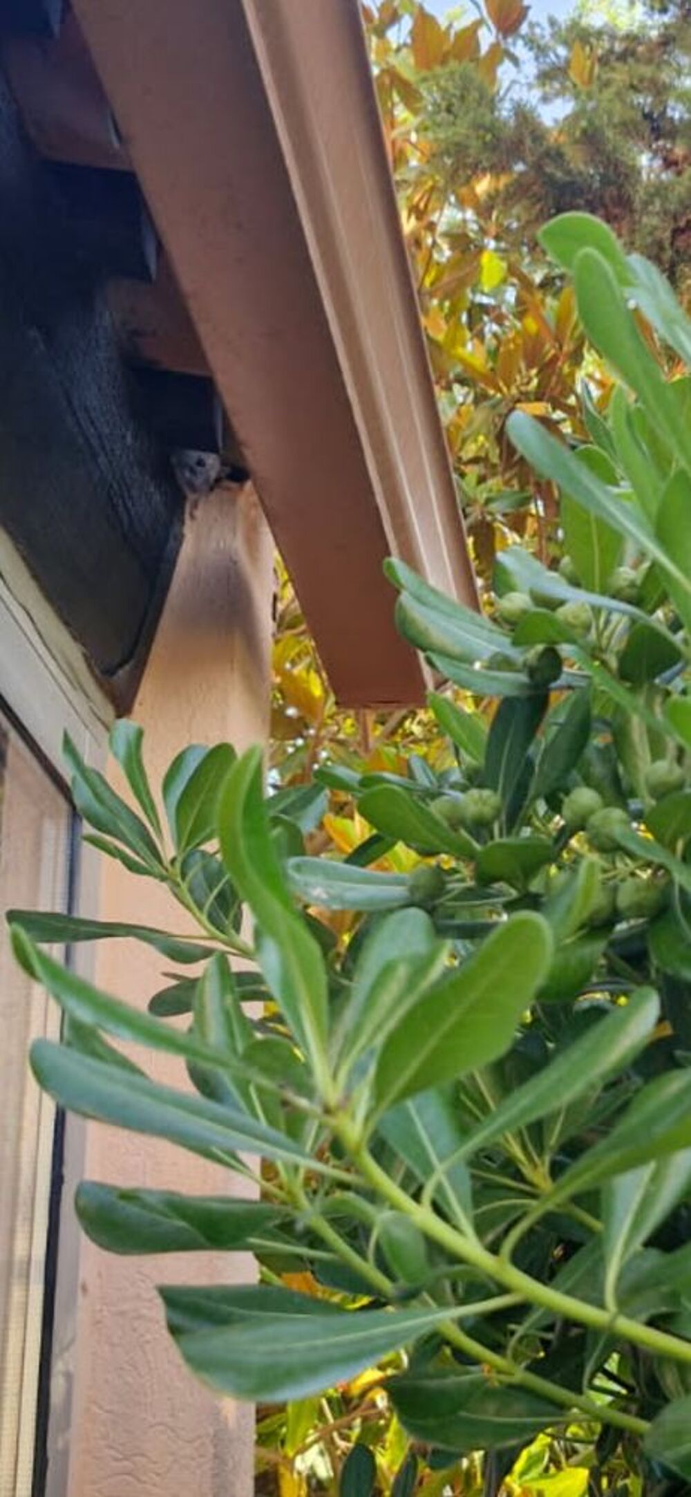 Location Appartement Cherche t2 t3 avec extérieur privatif Chalon-sur-saône