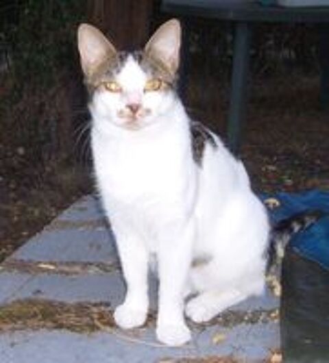   Agile chat adorable et gentil  