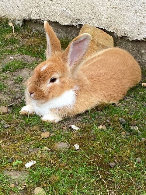 Don lapin 1 an 0 72000 Le mans