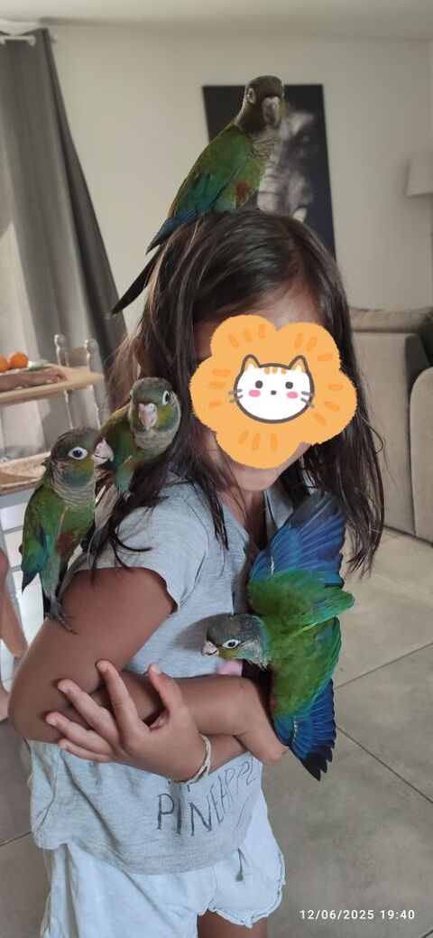Conures à ventre Rouge 250 33710 Bourg