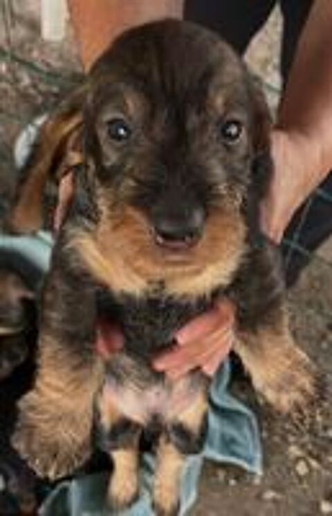   A réserver chiot teckel à poil dur. 
