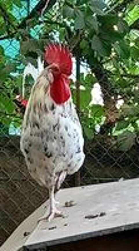   2 coqs disponible secteur 39230  