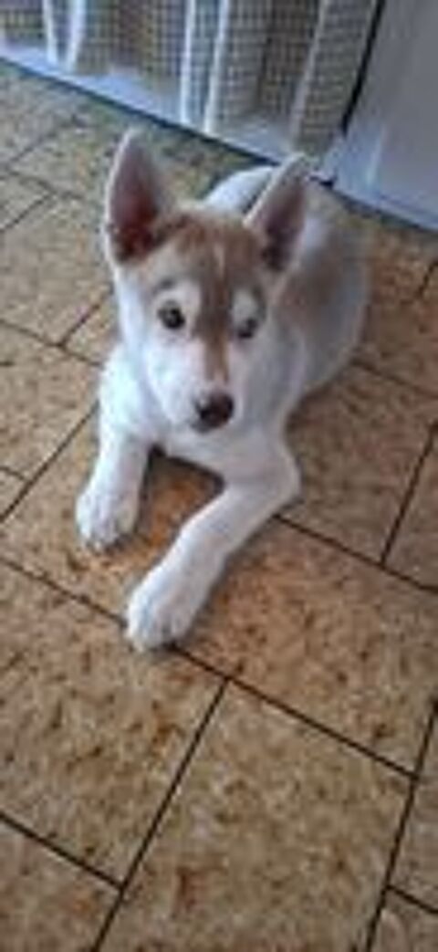   Chiots type Husky de Sibérie  