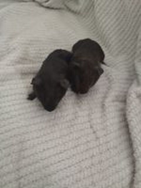   5 petits cochons d'Inde attendent leurs nouvelles familles 