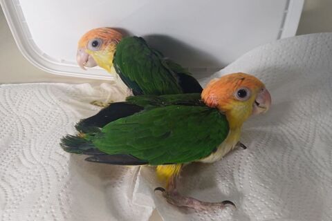 caique tete orange 700 83000 Toulon