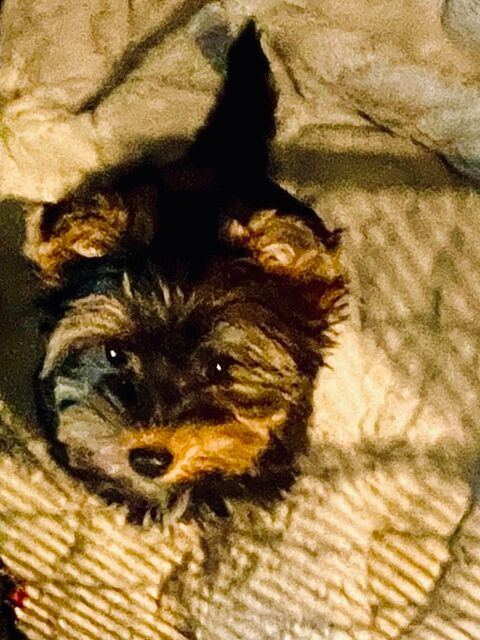 Chiot Yorkshire amour &agrave; adopter 1500 29000 Quimper