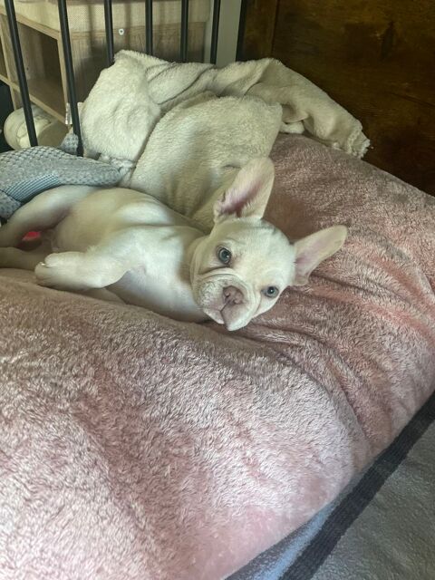 Bouledogue fran&ccedil;ais 900 31320 Castanet-tolosan