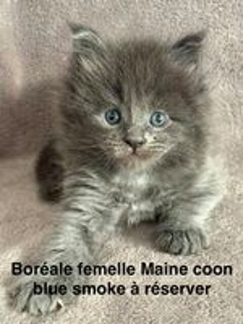   Chatons Maine coon mâle et femelle 
